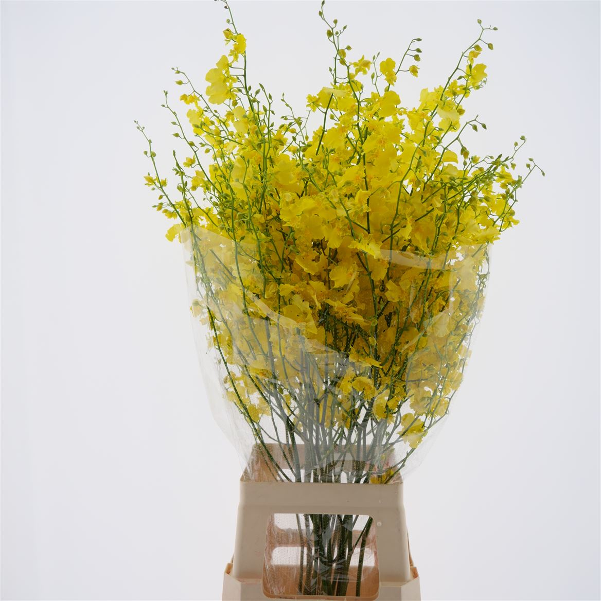 Oncidium Yellow 90cm