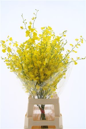 Oncidium Yellow 100cm