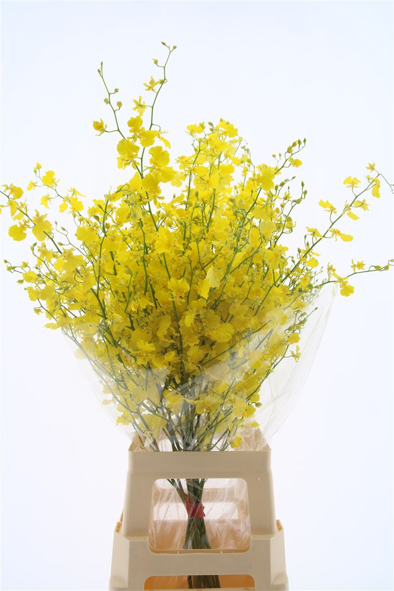 Oncidium Yellow 100cm