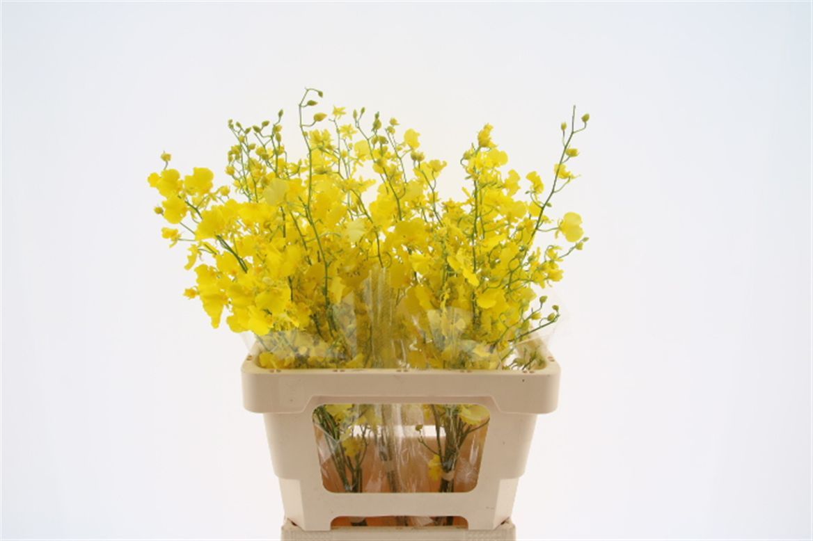 Oncidium Yellow 60cm