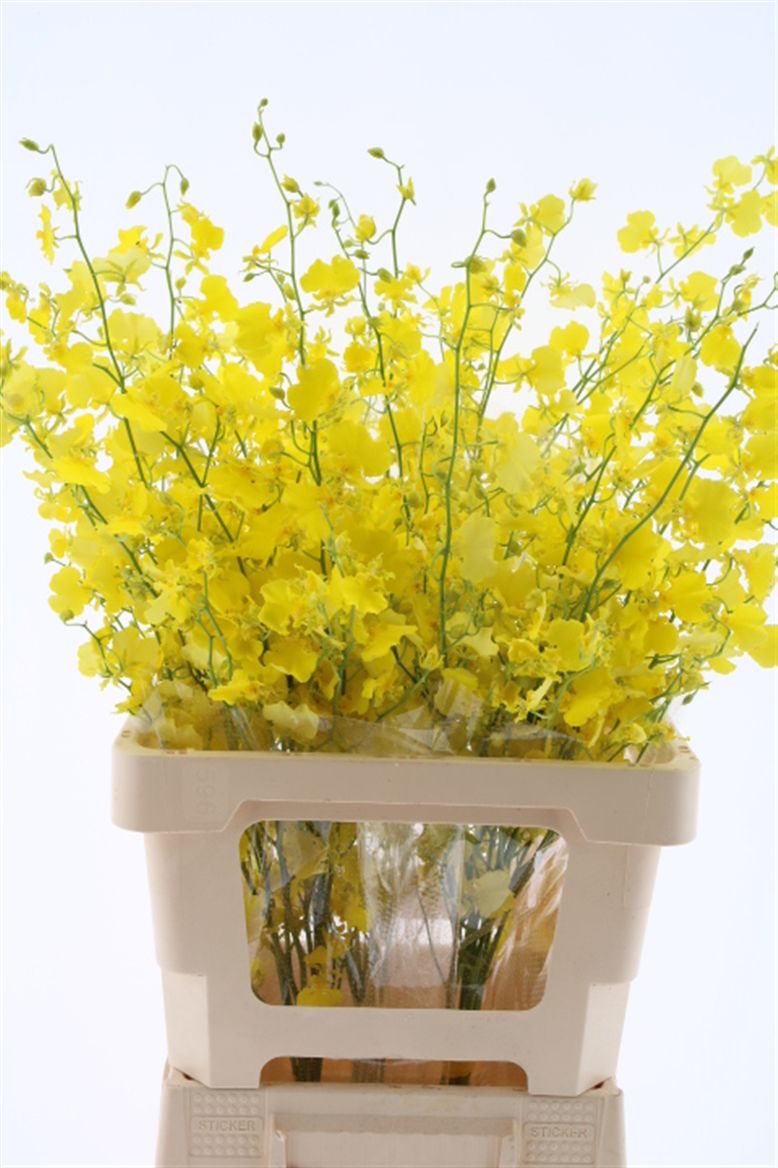 Oncidium Yellow 80cm