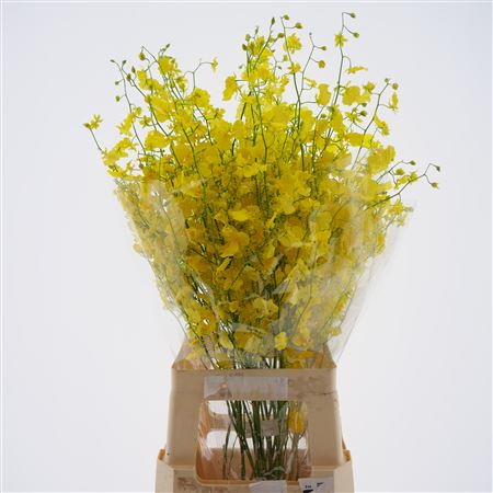 Oncidium Yellow 90cm