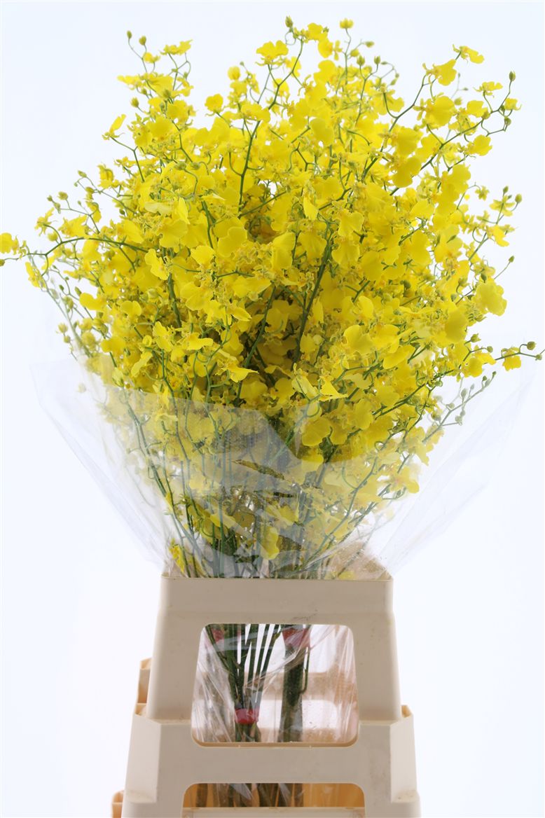 Oncidium Yellow 100cm