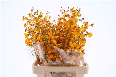 Oncidium Yellow 70cm