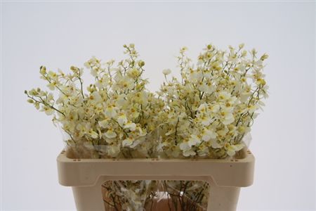 Oncidium Yellow 40cm