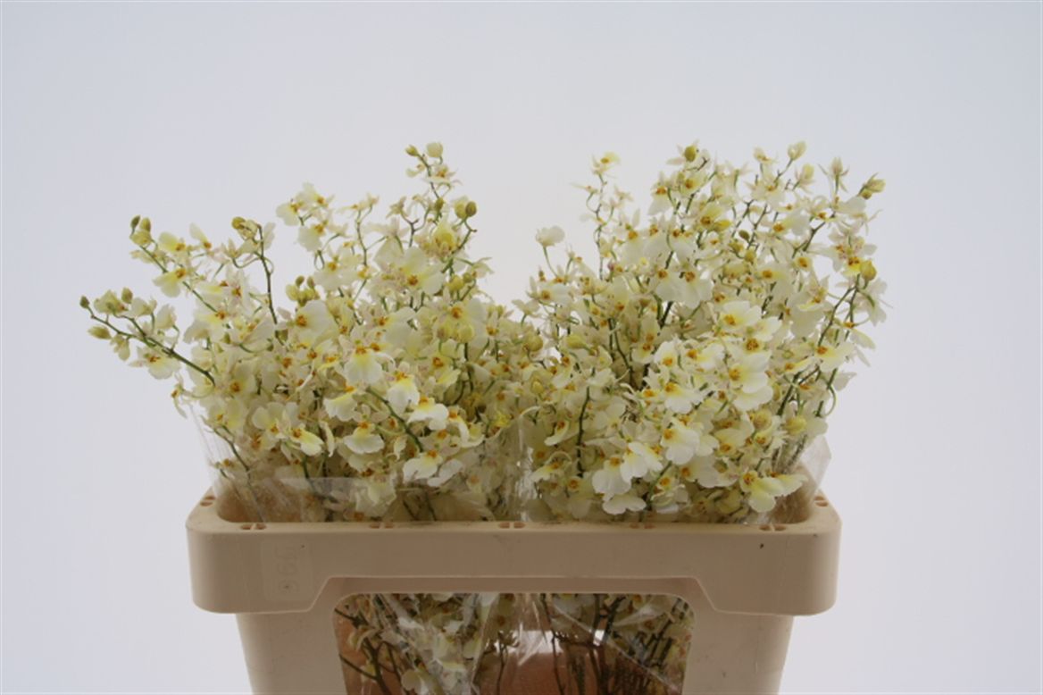 Oncidium Yellow 40cm