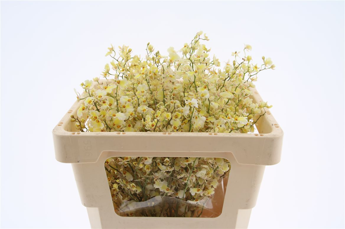 Oncidium Yellow 50cm