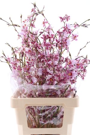 Oncidium Yellow 80cm