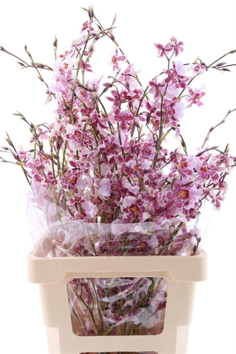 Oncidium Yellow 80cm
