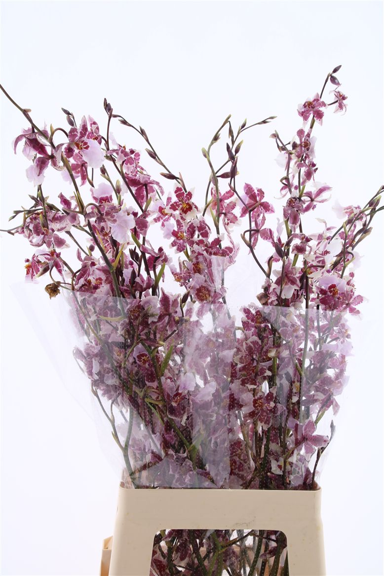 Oncidium Yellow 60cm