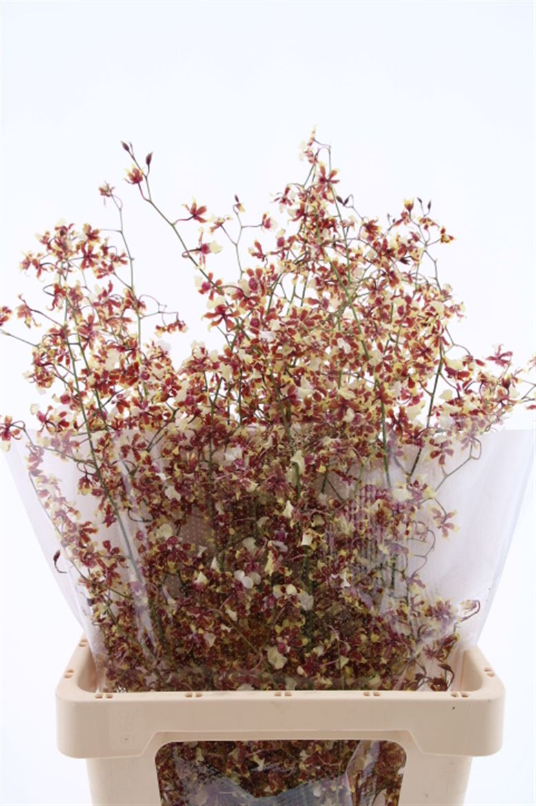 Oncidium Yellow 80cm