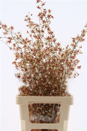 Oncidium Yellow 90cm