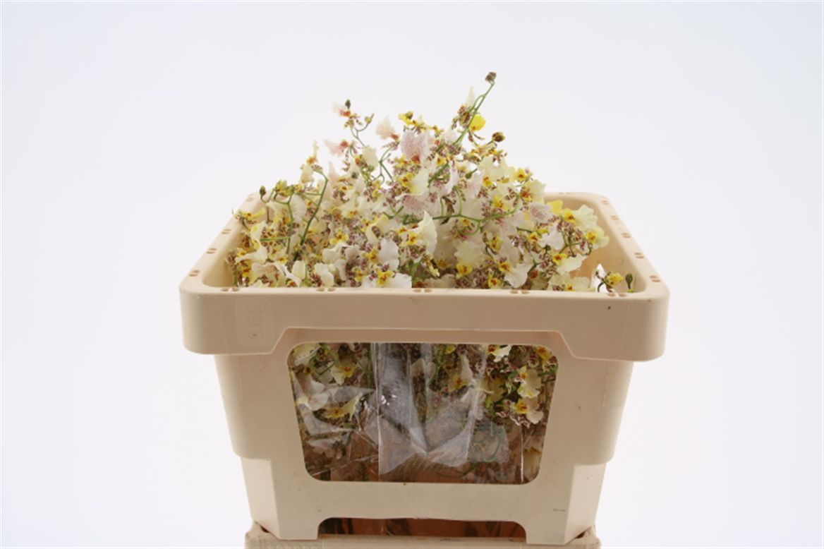 Oncidium Yellow 60cm