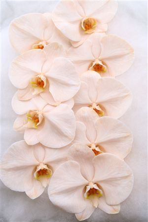 Phal Dyed Apricot 9+