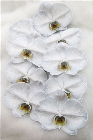 Phal Dyed Black 9+