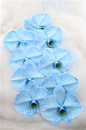 Phal Dyed Cobalt 9+