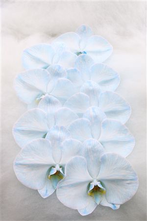 Phal Dyed Half Cobalt 9+