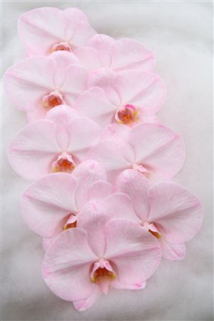 Phal Dyed Half Mix 9+