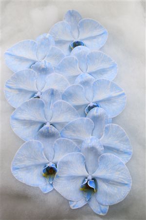 Phalaenopsis White 70cm 2/4bl