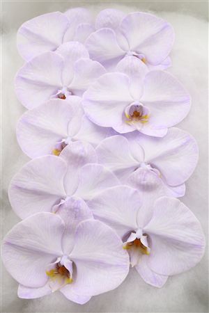Phal Dyed Lavender 9+