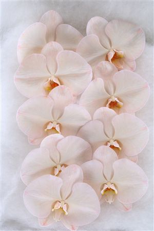 Phal Dyed Sepia 9+