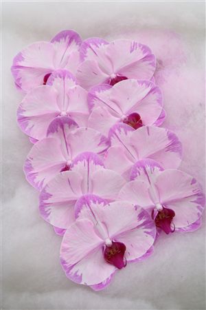 Phal Dyed Pink 9+
