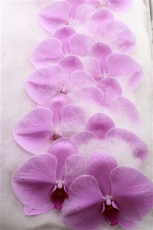 Phal L.pink 15+