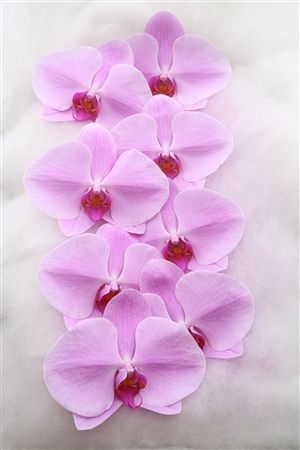 Phal L.pink 8+