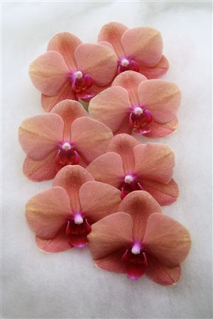 Phal M.tangerine 7+