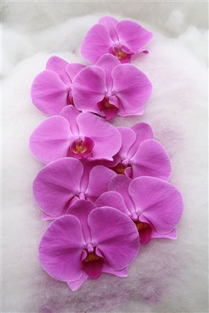 Phal Pink 8+