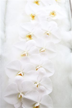 Phal White 15+
