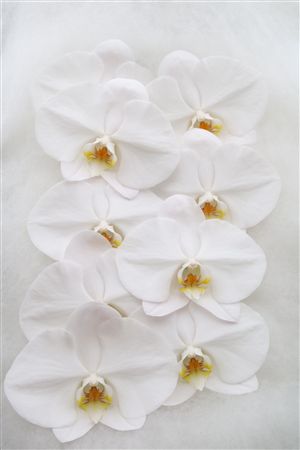 Phal White 9+