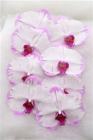Phal White/stripe 8+