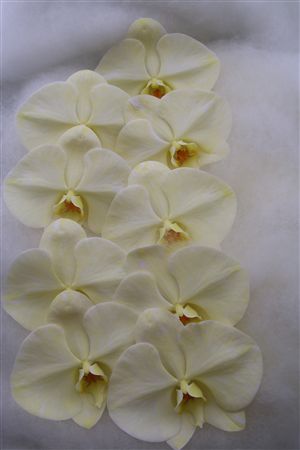 Phalaenopsis White 70cm 2/4bl