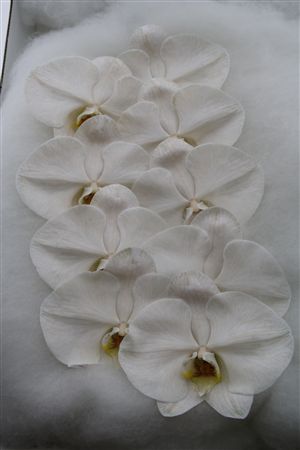 Phalaenopsis White 70cm 2/4bl