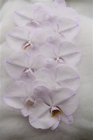 Phalaenopsis White 70cm 2/4bl