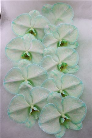 Phalaenopsis White 70cm 6bl