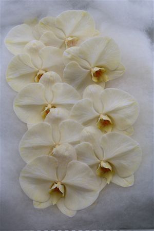Phalaenopsis White 70cm 2/4bl