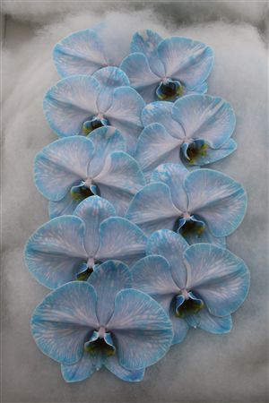 Phalaenopsis White 70cm 2/4bl