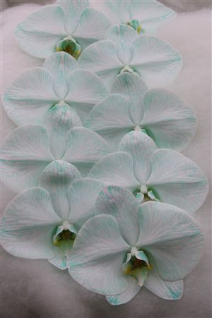 Phalaenopsis White 70cm 2/4bl