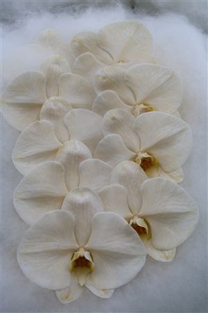 Phalaenopsis White 70cm 2/4bl