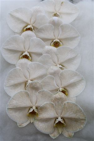 Phalaenopsis White 70cm 2/4bl