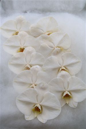 Phalaenopsis White 70cm 2/4bl