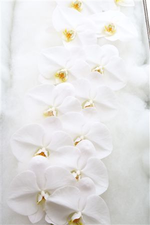 Phalaenopsis White 90cm 2/4bl