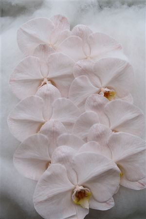 Phalaenopsis White 70cm 2/4bl