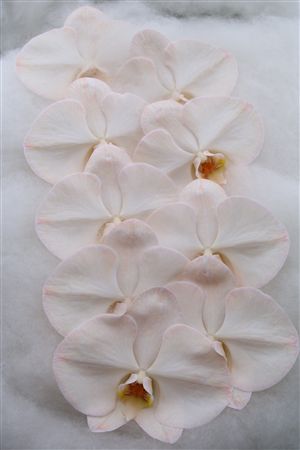 Phalaenopsis White 70cm 2/4bl