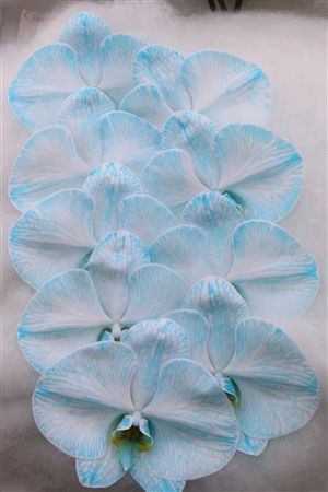Phalaenopsis White 70cm 2/4bl