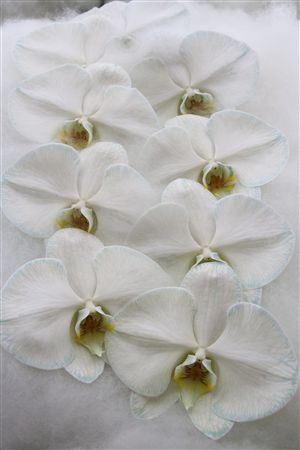 Phalaenopsis White 70cm 2/4bl