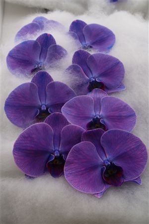 Phalaenopsis White 70cm 2/4bl