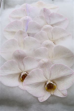 Phalaenopsis White 70cm 2/4bl